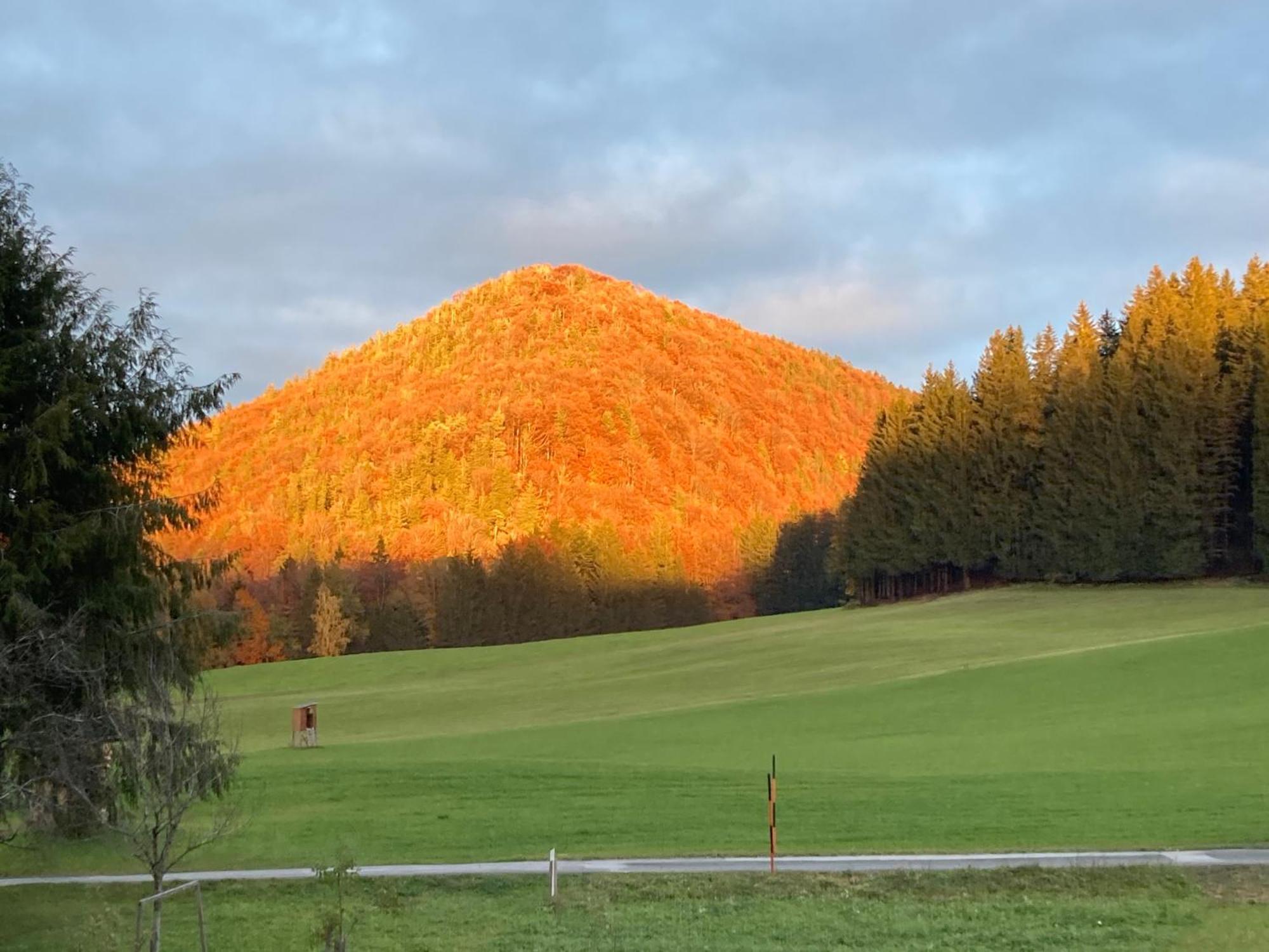 Obereggut Daire Hof bei Salzburg Dış mekan fotoğraf