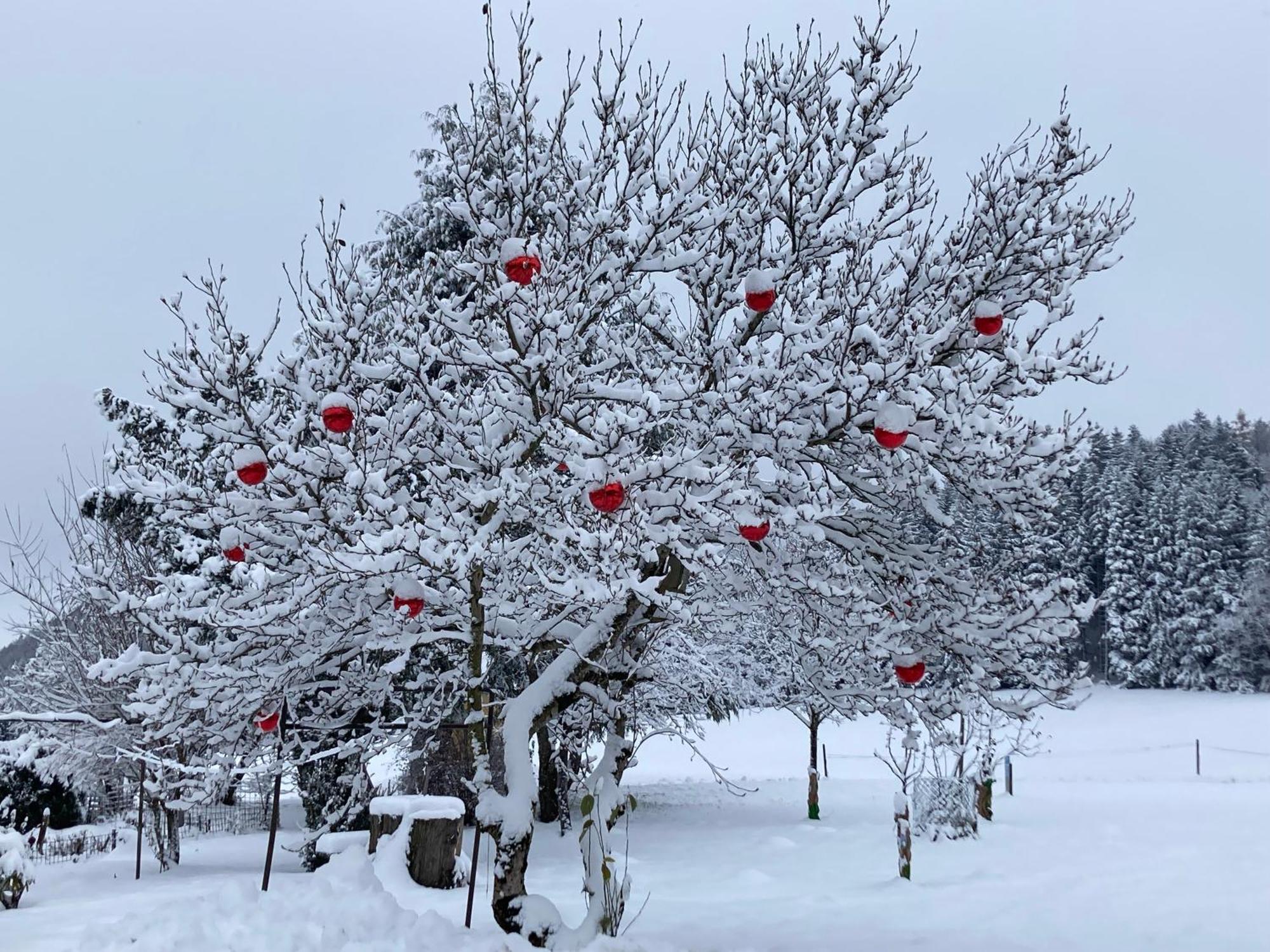 Obereggut Daire Hof bei Salzburg Dış mekan fotoğraf