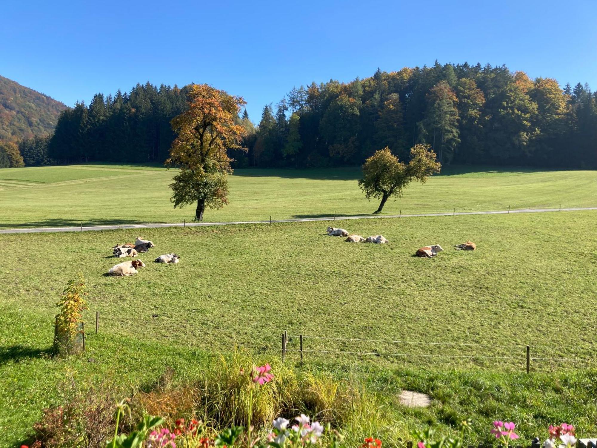 Obereggut Daire Hof bei Salzburg Dış mekan fotoğraf